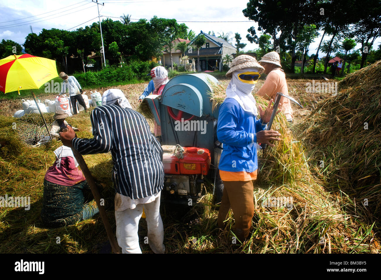 Bali, Indonesia, rice, harvest, motorized Stock Photo