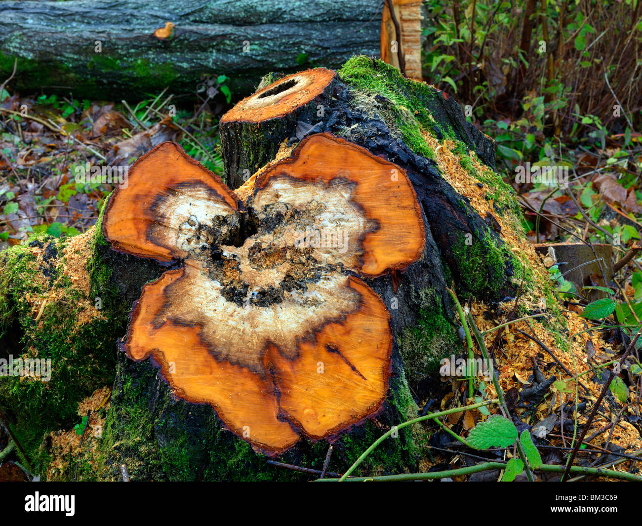 Tree Stump Showing Disease, ( Shot On A Hasselblad H3DII-50, Producing ...