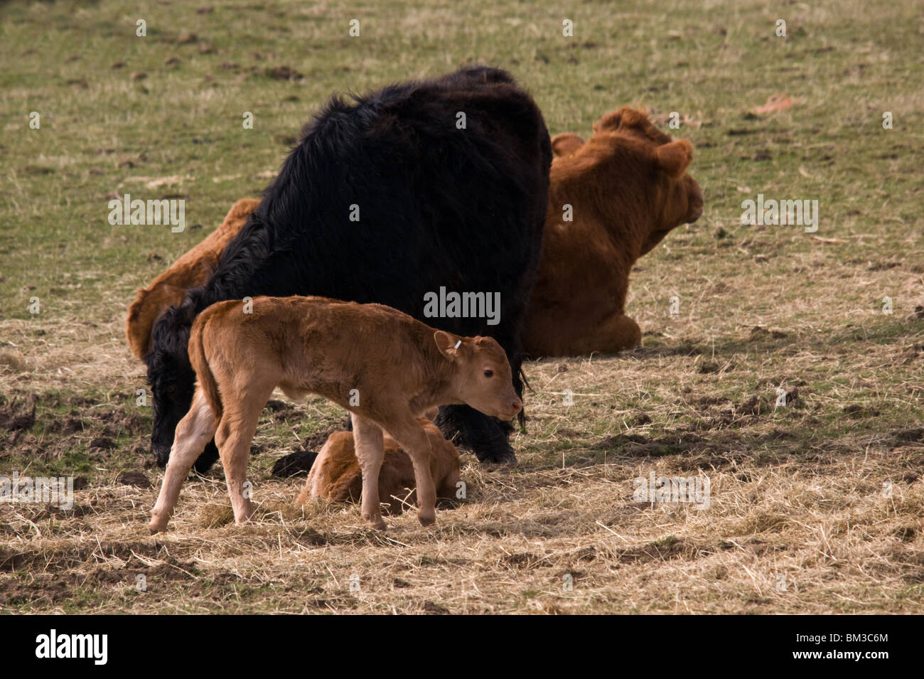 A young calf and its mother on Dartmoor Stock Photo - Alamy