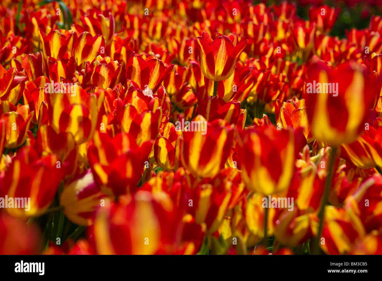 Bi-color blooming Georgette tulips field Holland Michigan from above top view nobody hi-res Stock Photo