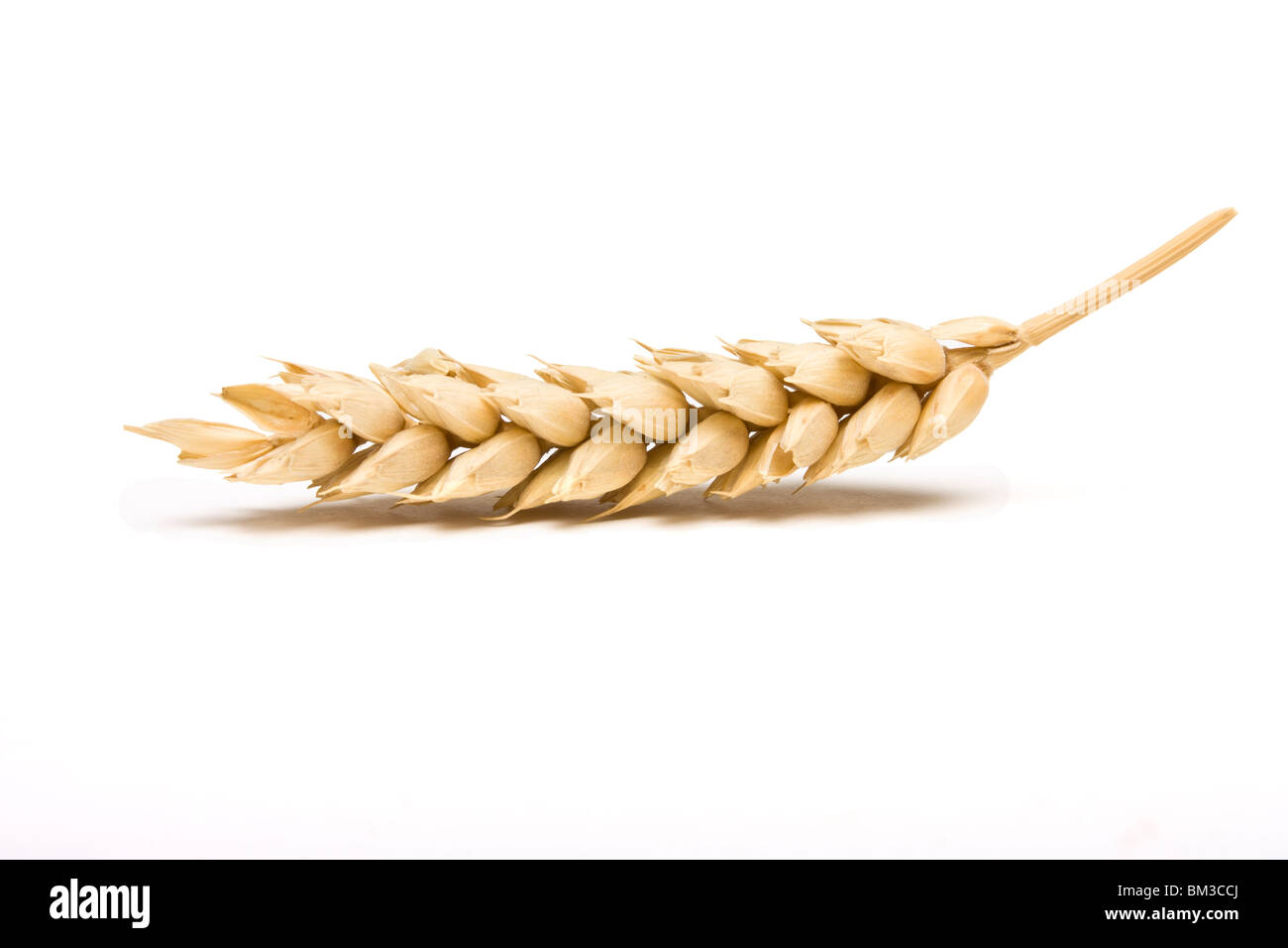 Dried Ear of Cereal crop in studio isolated against white background. Stock Photo