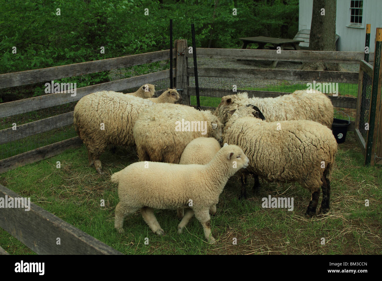 Herd of sheep in a pen. Stock Photo