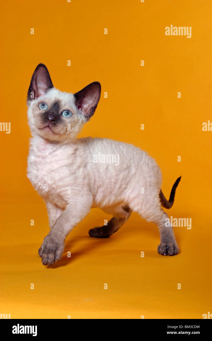 German Rex Kätzchen / German Rex Kitten Stock Photo Alamy
