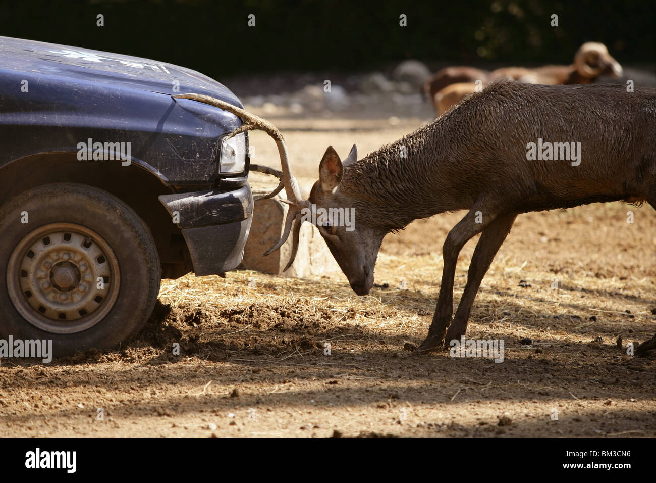 https://c8.alamy.com/comp/BM3CN6/deer-fighting-with-a-car-power-competition-combat-outdoors-BM3CN6.jpg