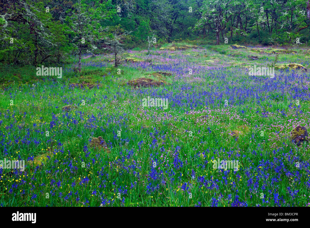 Blue camas and Rosy plectritis blooms among the white oak trees in Oregon's Camassia Natural Area. Stock Photo