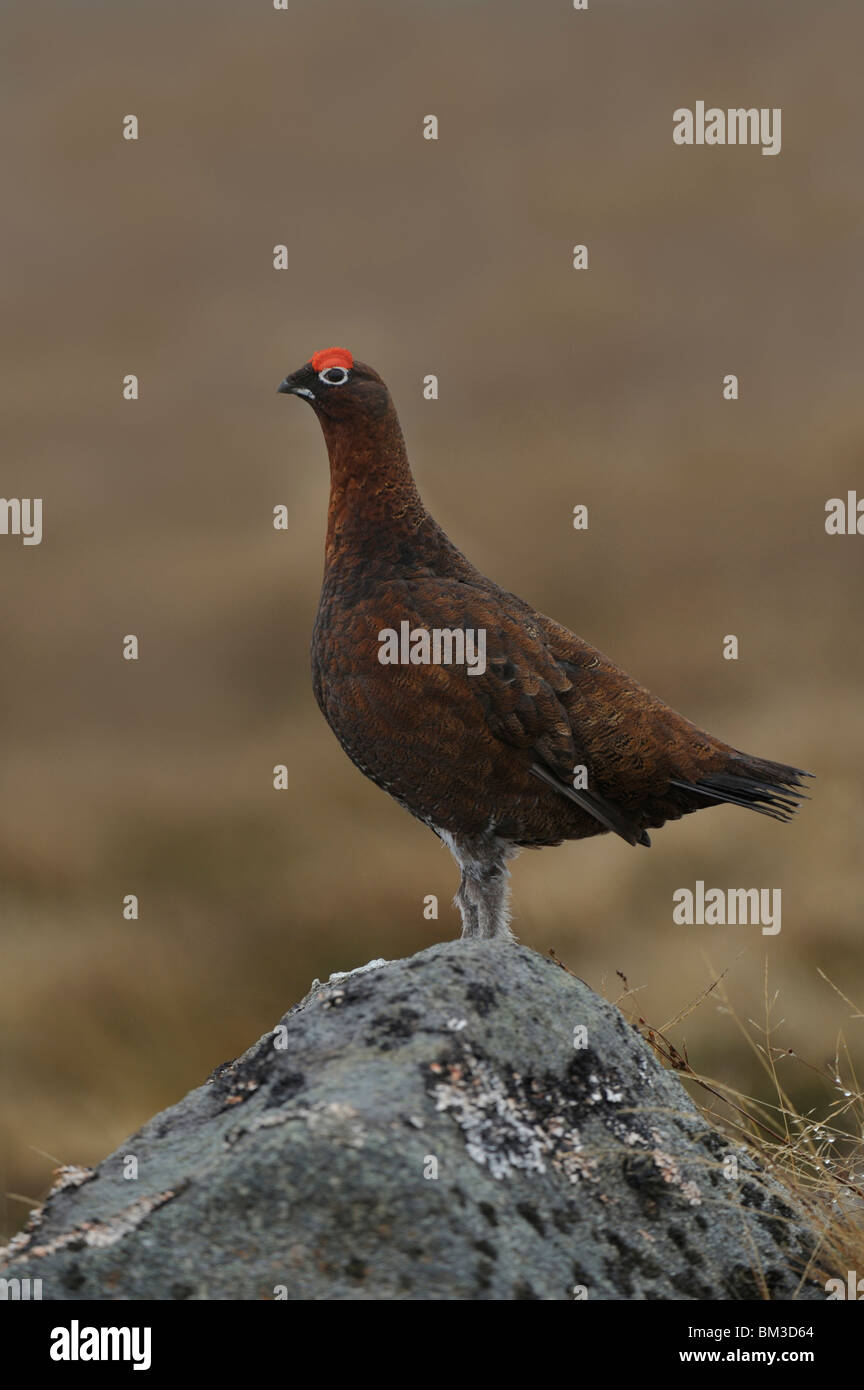 Red Grouse, Willow Grouse (Lagopus lagopus scoticus). Male standing on a rock, Scotland. Stock Photo