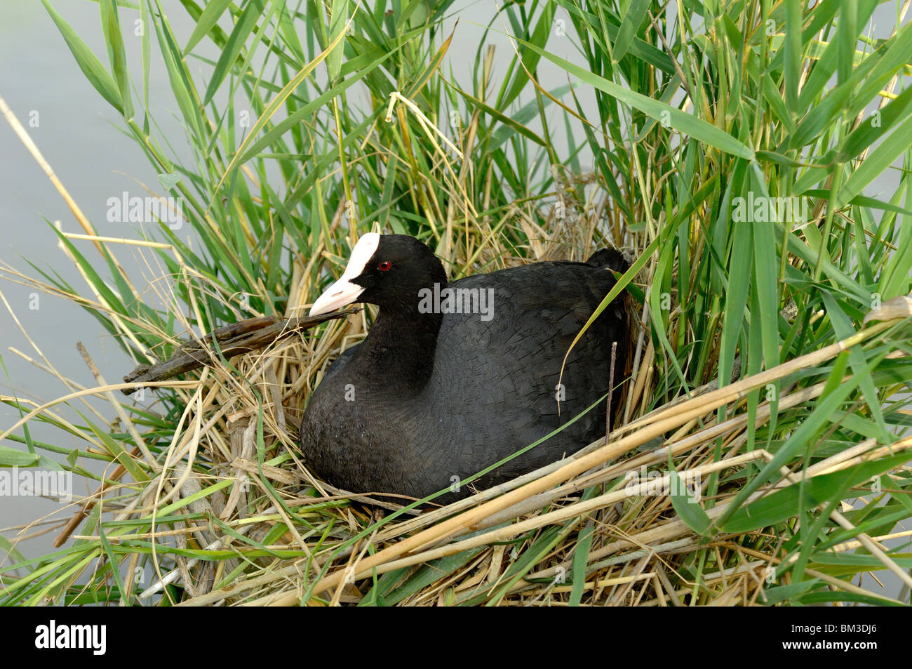 Eurasian Coot (Fulica atra) aka Common Coot or Australian Coot Sitting on Nest Among Reedbeds, Camargue, Provence, France Stock Photo