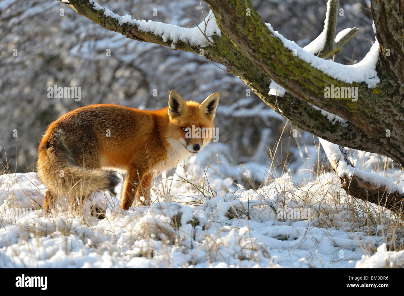 Red Fox (Vulpes vulpes), male walking in a snow-covered forest, Netherlands. Stock Photo