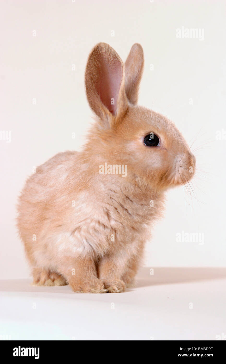 Kaninchen / rabbit Stock Photo - Alamy