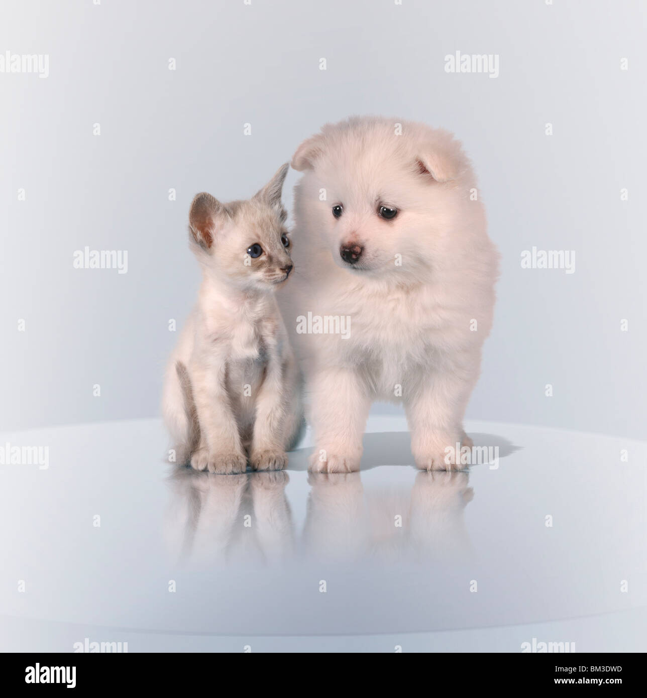 Hund & Katze / dog & cat Stock Photo - Alamy