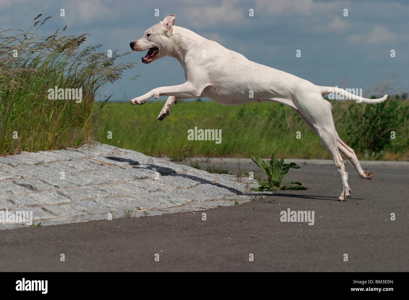 rennender Dogo Argentino / running Dogo Argentino Stock Photo - Alamy