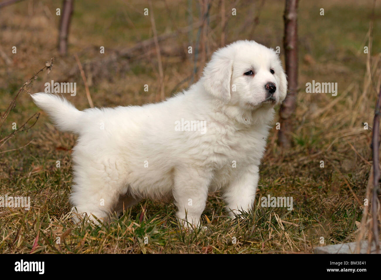 Podhalaner Welpe Puppy Stock Photo - Alamy