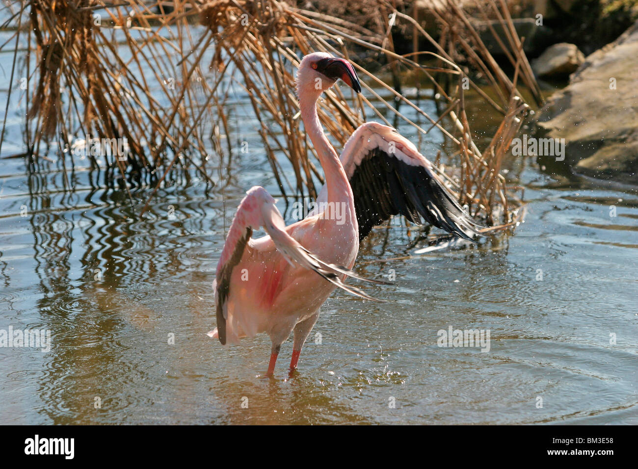 badendet Flamingo / bathing Flamingo Stock Photo