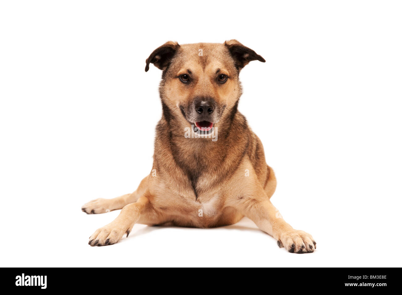 Cute mixed breed dog posing on white background Stock Photo - Alamy