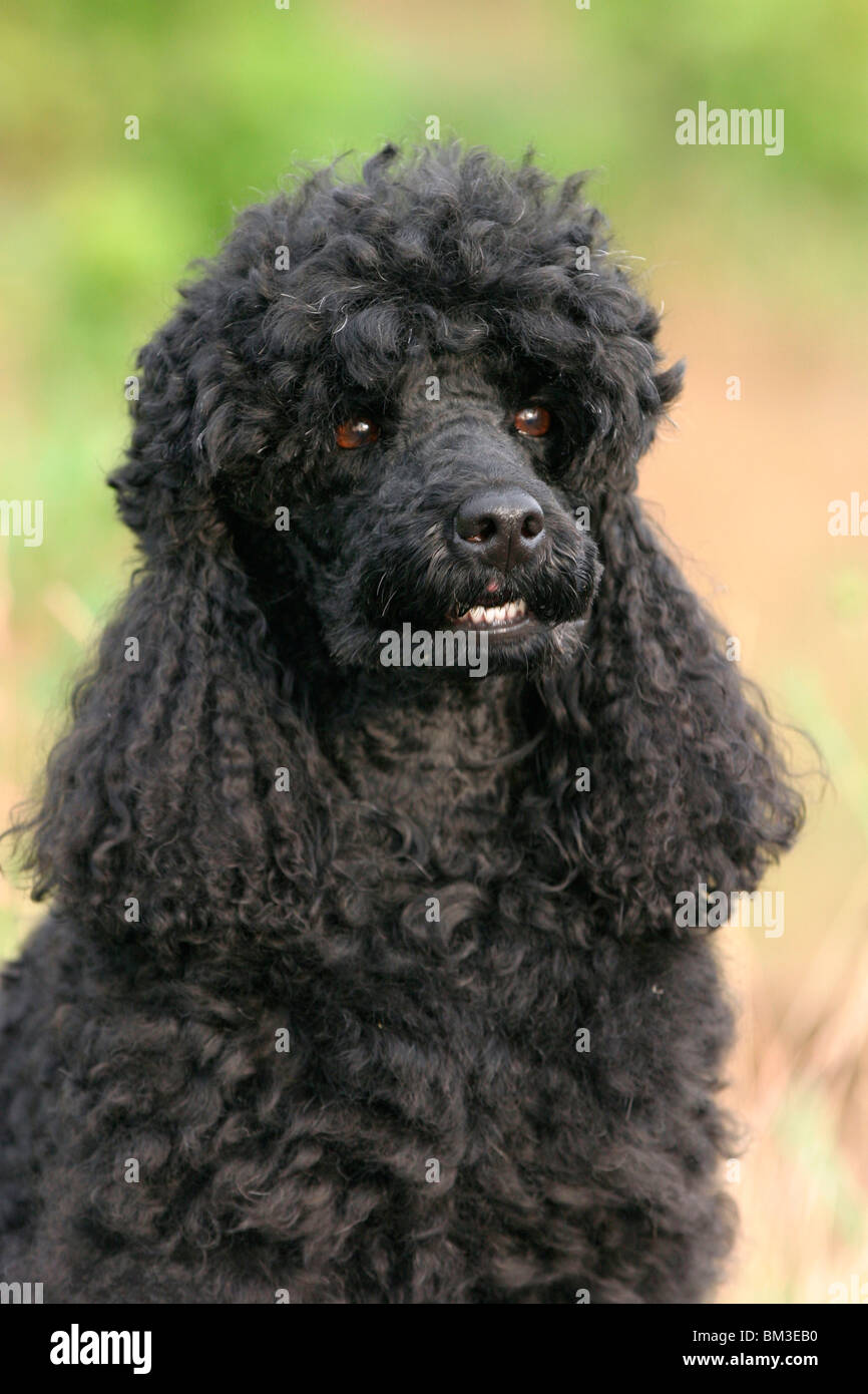 Pudel Portrait / poodle portrait Stock Photo - Alamy