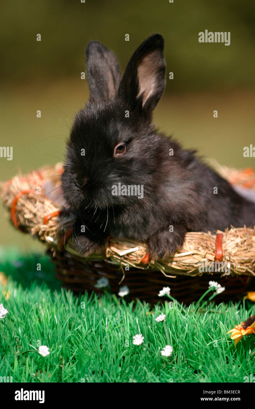 Kaninchenjunges / young bunny Stock Photo