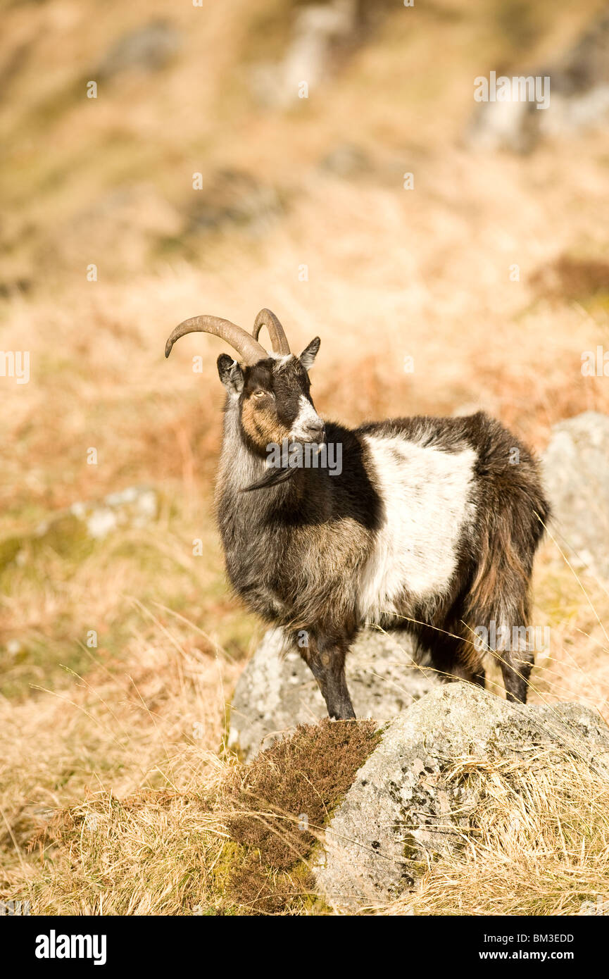 Wild Goat Sheep Scotland Stock Photo Alamy
