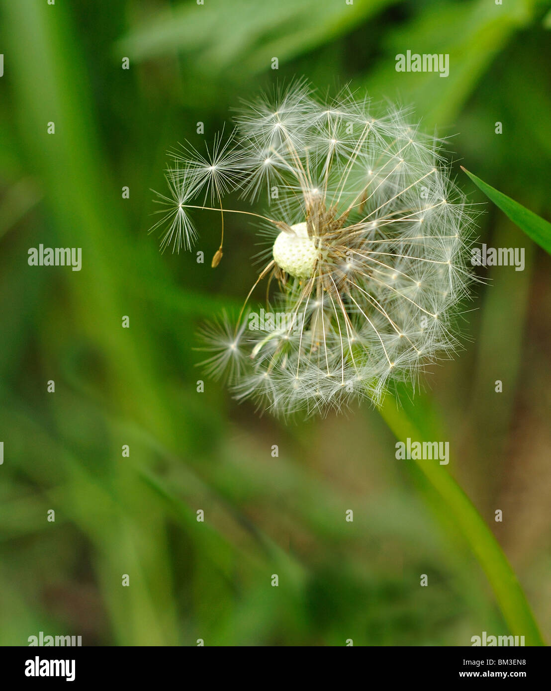 Blown dandelion seeds hi-res stock photography and images - Alamy