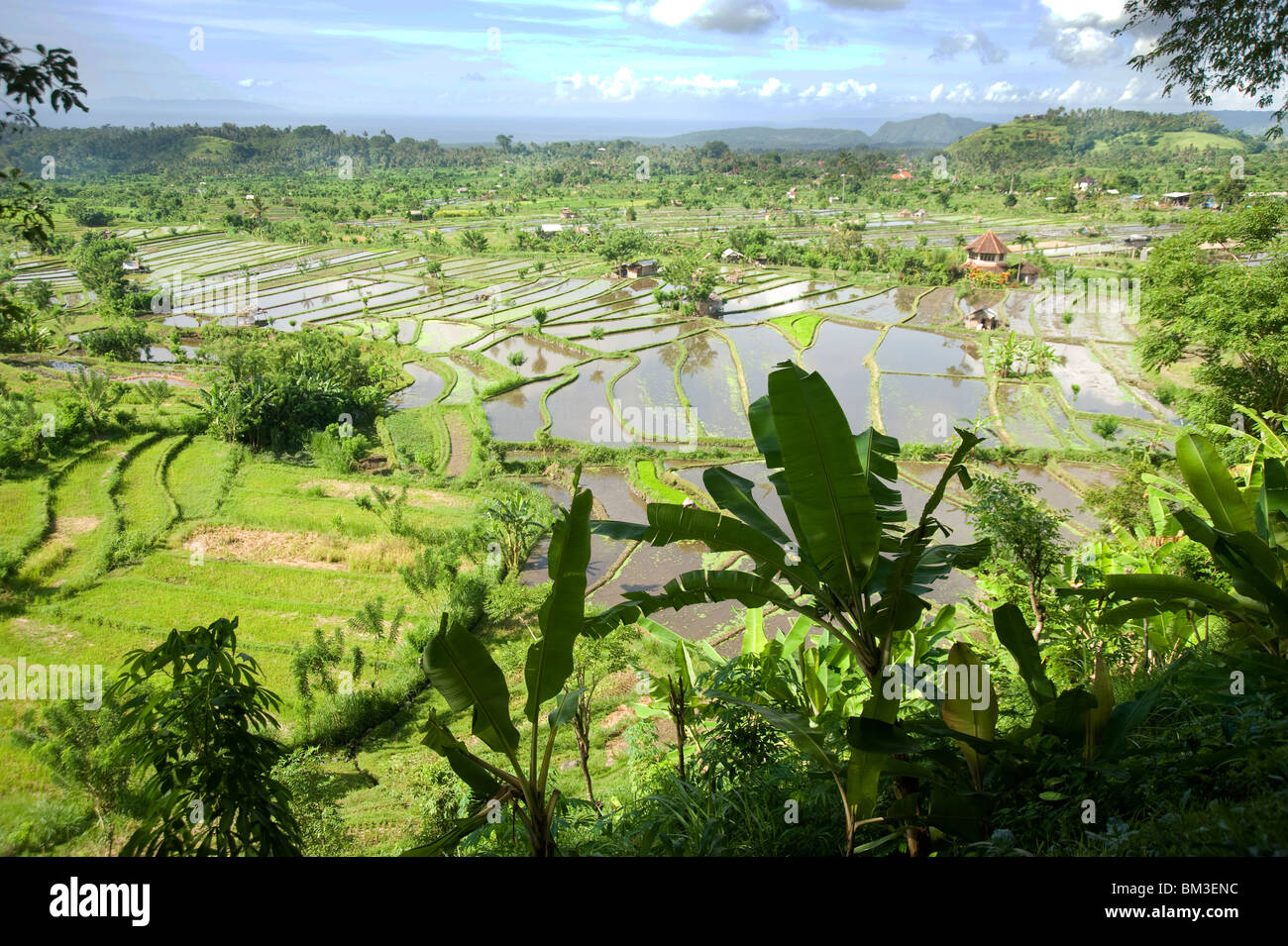 Bali, Indonesia. ricefields ready for harvest. Along the road to Amed, Eastern Bali Stock Photo
