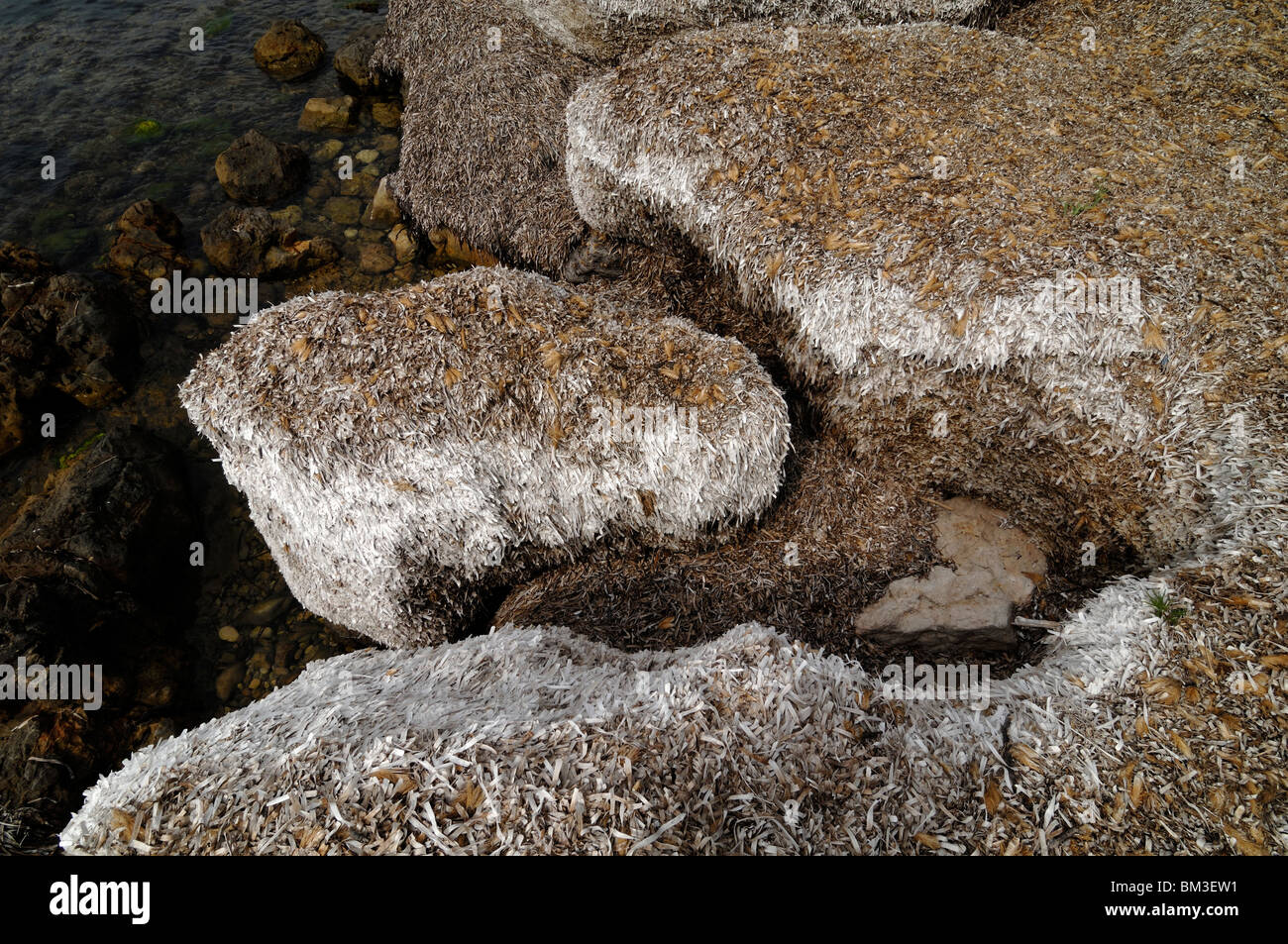 Bed of Dried Seagrass Covering Seashore Rocks on Île Saint Honorat, or Saint Honorat Island, Mediterranean Coast or Shoreline, Côte d'Azur, France Stock Photo