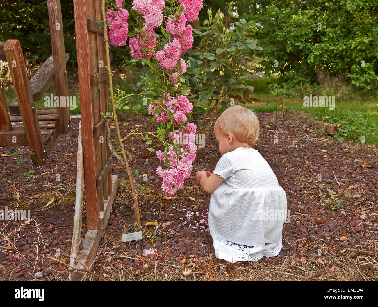 This cute Caucasian eighteen month old toddler girl is wearing a long white dress and is squatting in the backyard garden. Stock Photo