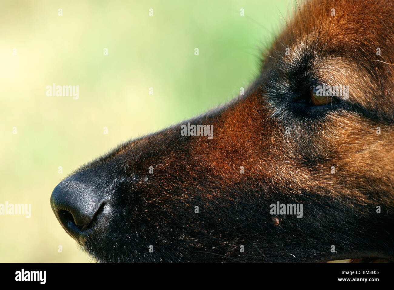 Schäferhund Profil / german shepherd profile Stock Photo