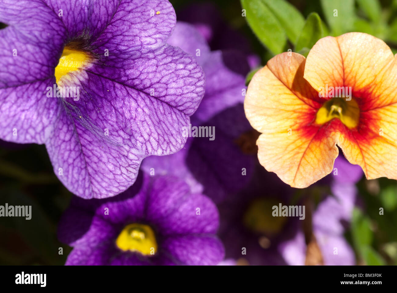 Different colored nasturtiums in full bloom on a summer day Stock Photo
