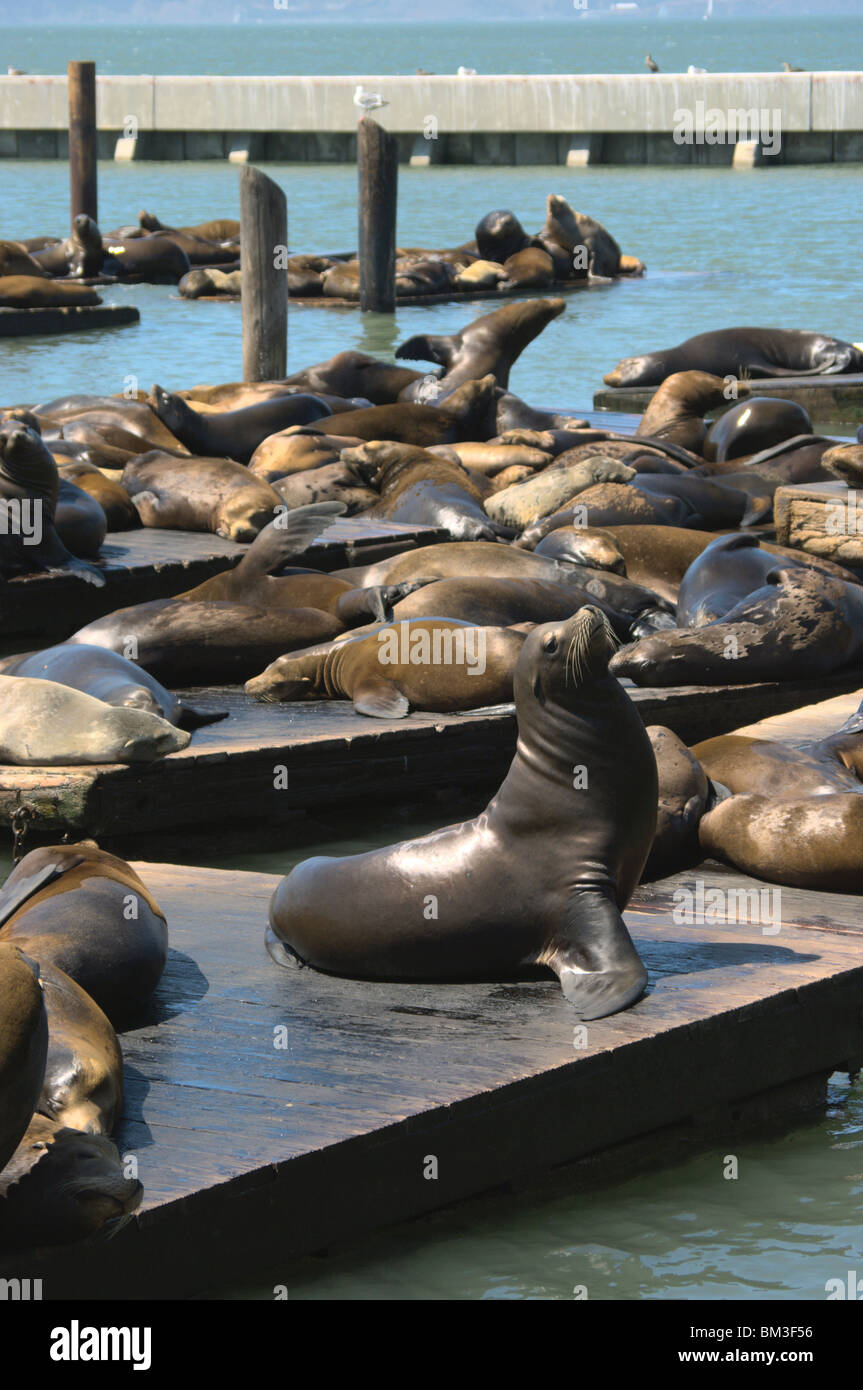 San Francisco - Fisherman's Wharf: Sea Lions at Pier 39