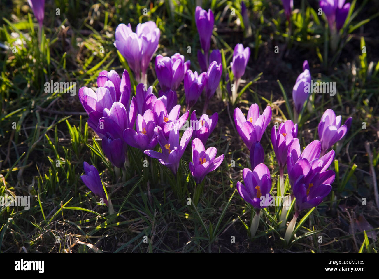 spring flowering crocuses Stock Photo