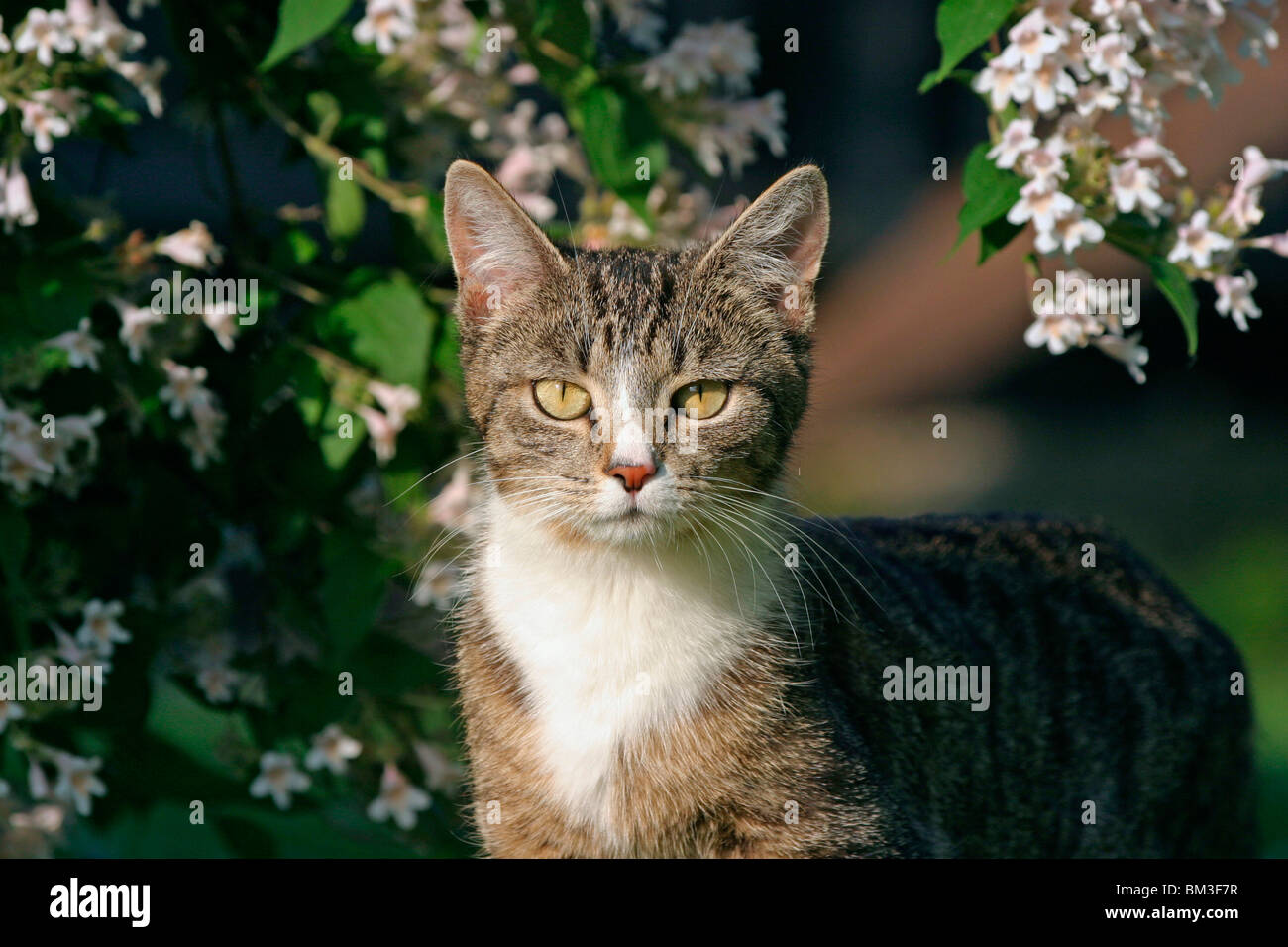 Katze im Portrait / domestic cat portrait Stock Photo - Alamy