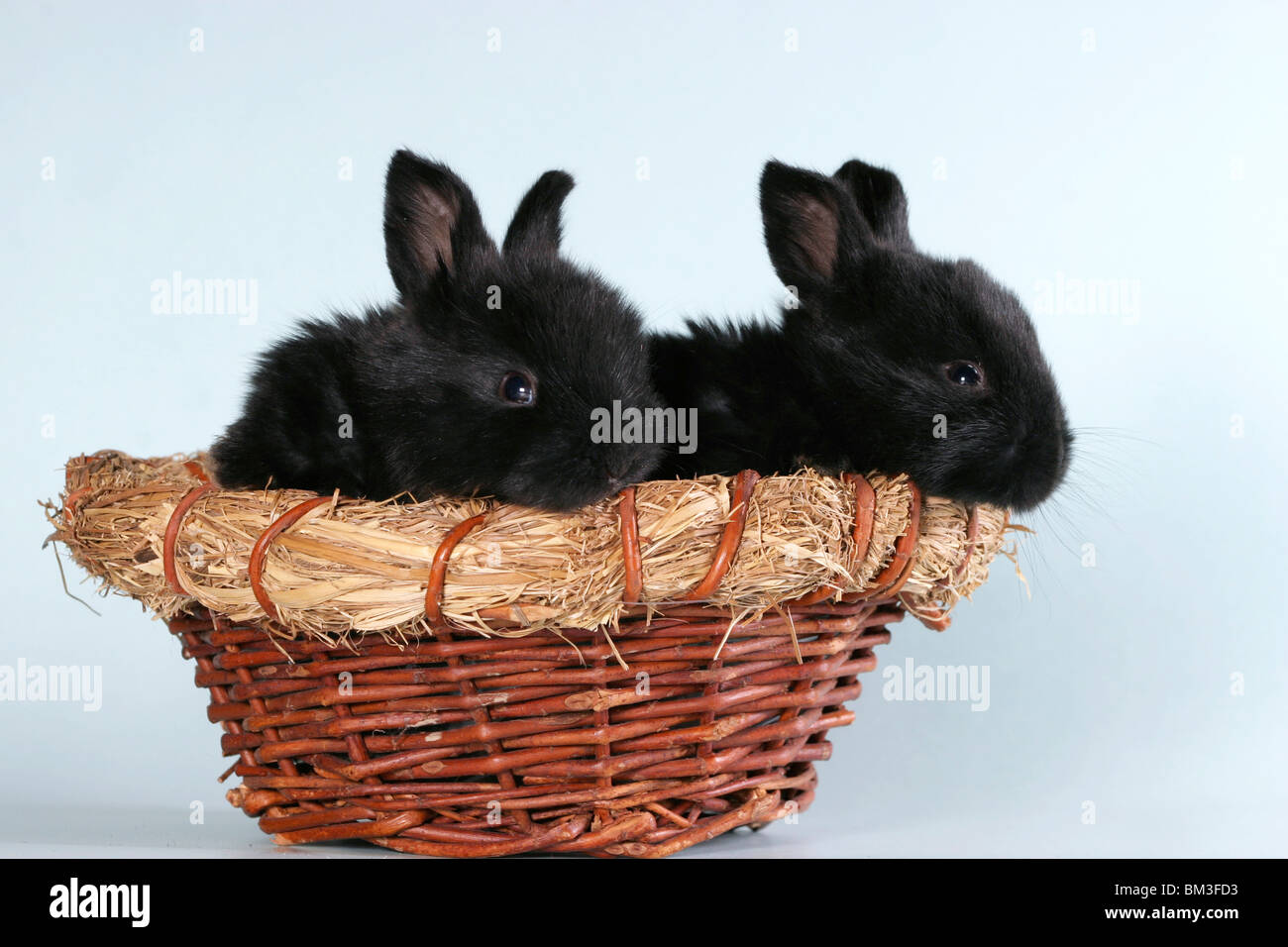 junge Kaninchen im Körbchen / young bunnies in the basket Stock Photo