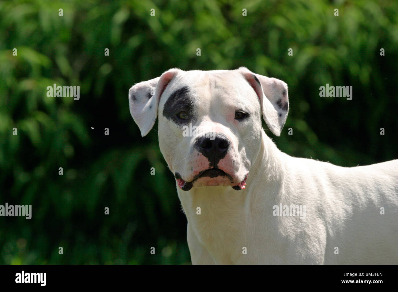 Dogo Argentino Portrait Stock Photo - Alamy