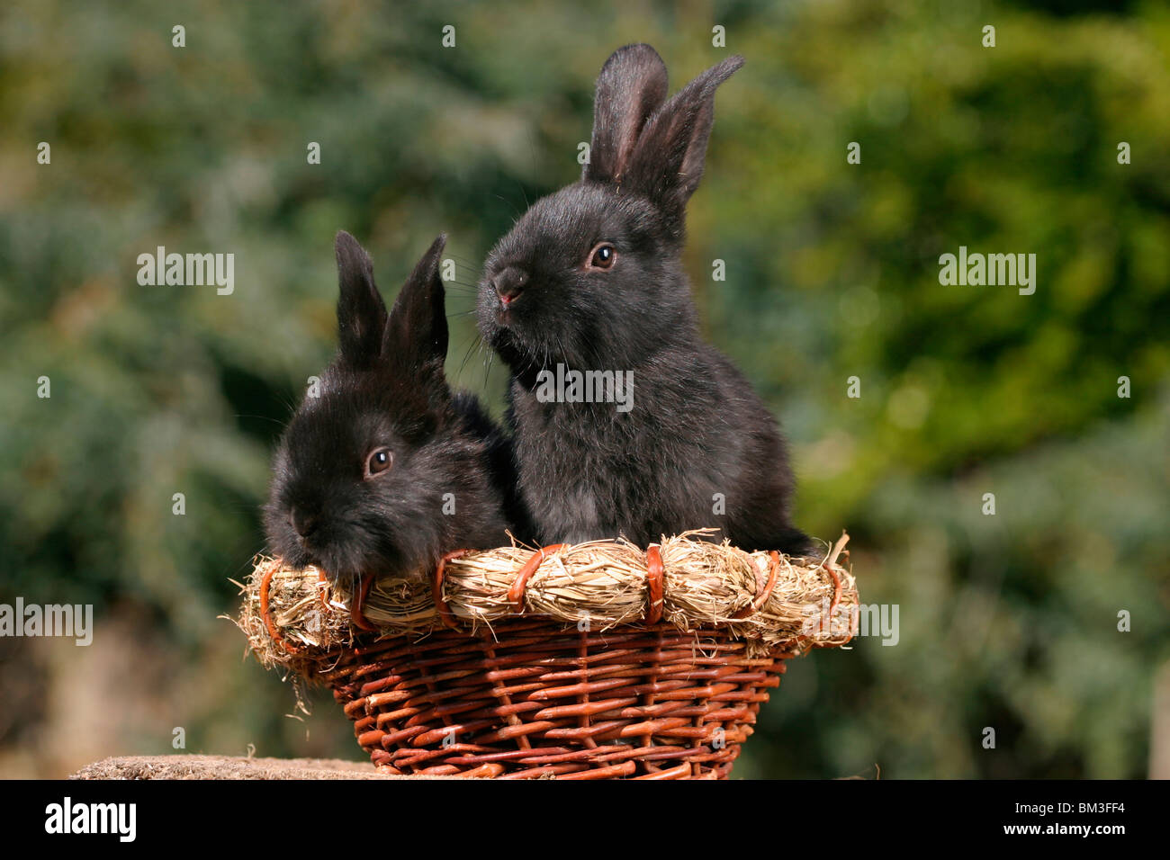 junge Kaninchen im Körbchen / young bunnies in the basket Stock Photo