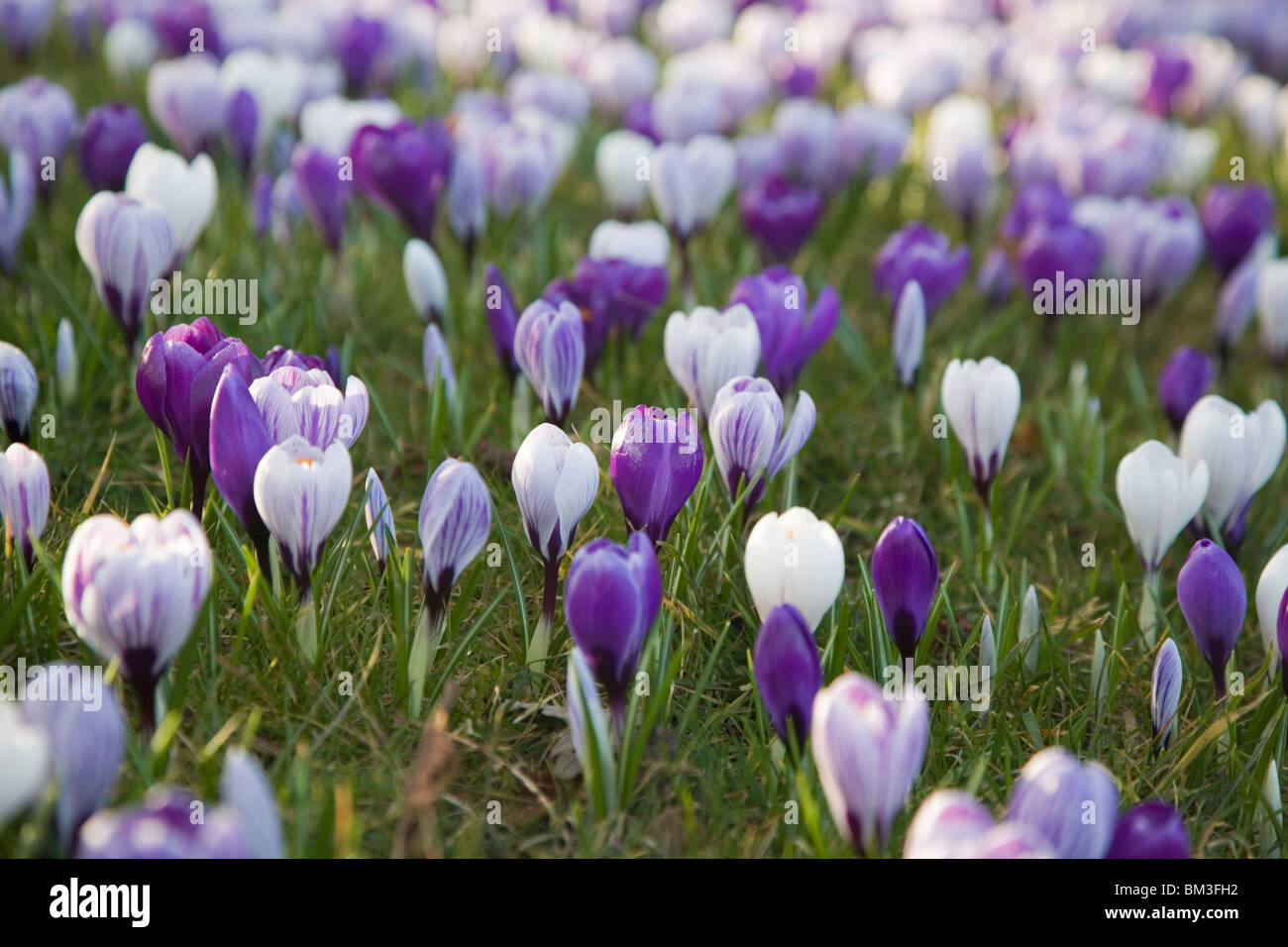 spring flowering crocuses Stock Photo