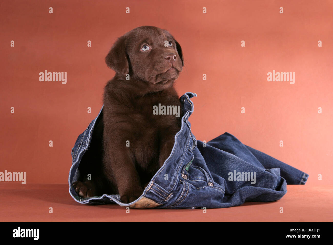 sitzender Labrador Welpe / sitting Labrador puppy Stock Photo