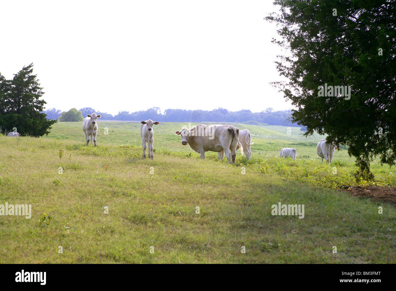 Cow cattle on american green grass meadow Stock Photo - Alamy