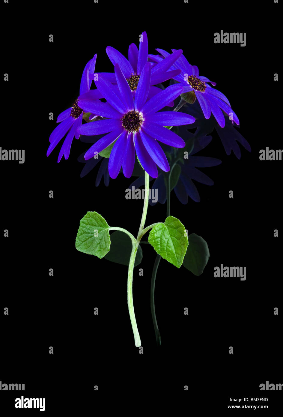 A Stem of Blue Sennetia Flowers Isolated on a Black Reflective Background Stock Photo