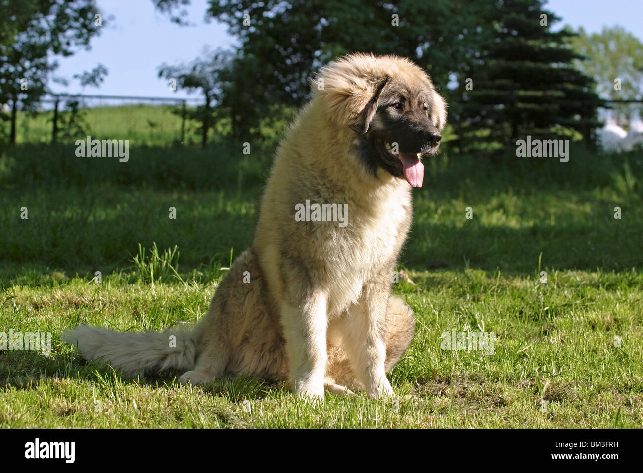sitzender Kaukasischer Schäferhund / sitting caucasian owtcharka Stock Photo