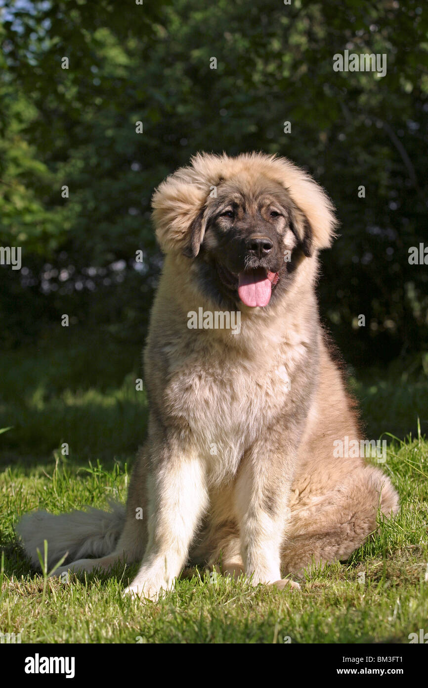 sitzender Kaukasischer Schäferhund / sitting caucasian owtcharka Stock Photo