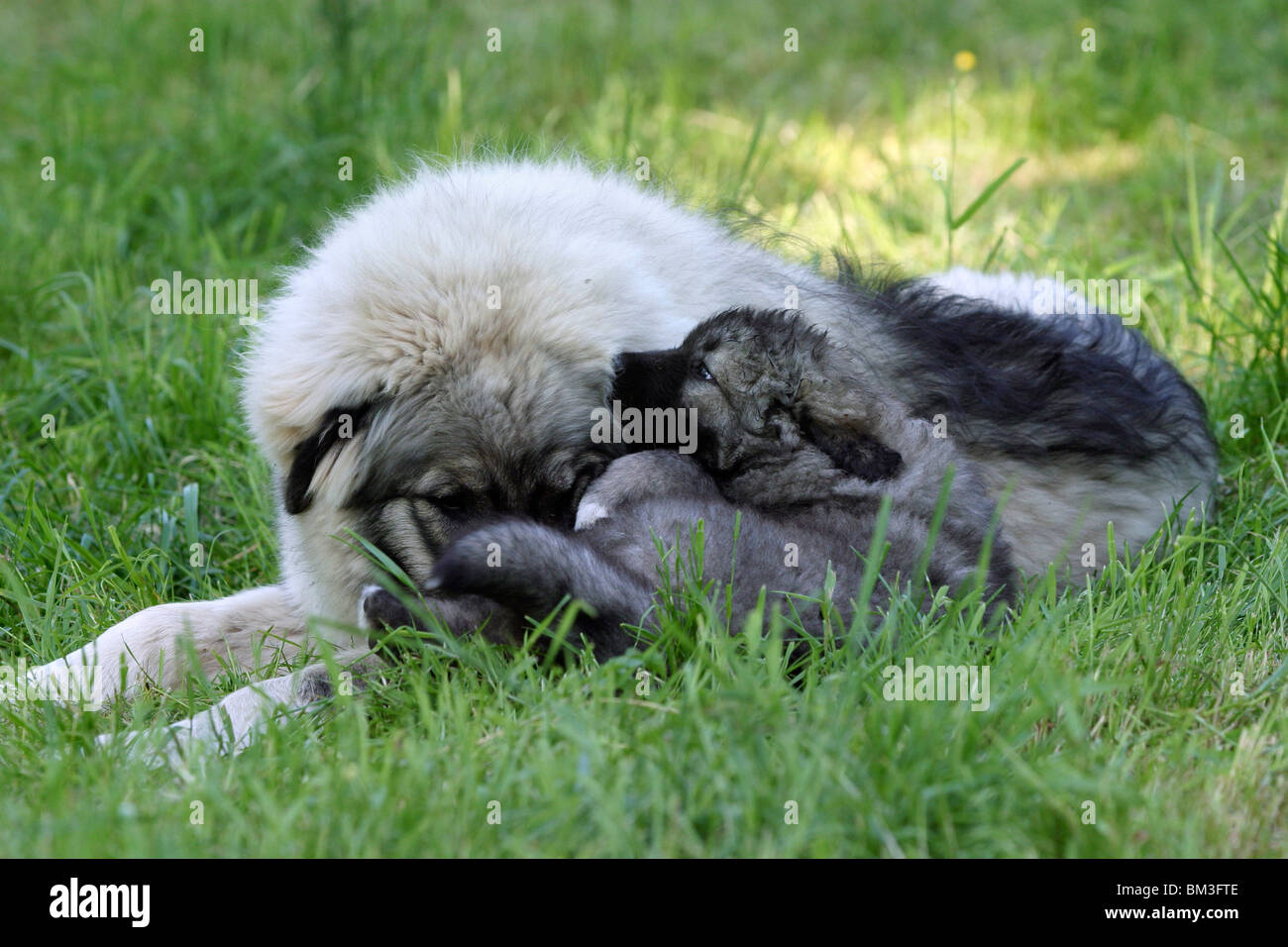 liegender Kaukasischer Schäferhund / lying caucasian owtcharka Stock Photo