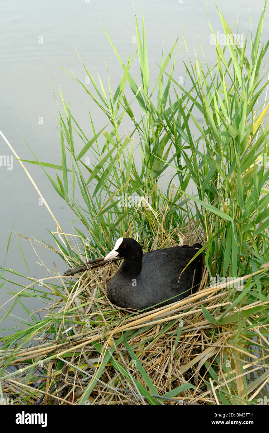 Eurasian Coot (Fulica atra) aka Common Coot or Australian Coot Sitting on Nest Among Reedbeds, Camargue, Provence, France Stock Photo