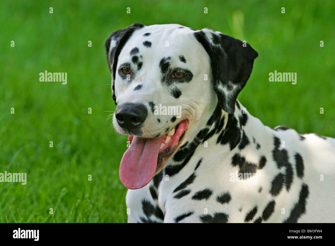 Dalmatiner / Dalmatian Portrait Stock Photo