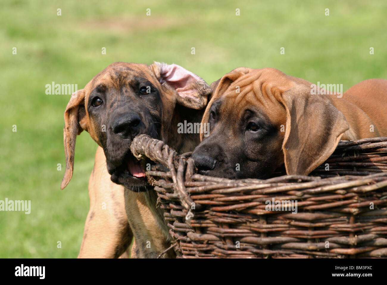 knabbernde Deutsche Doggen Welpen / gnawing great dane puppies Stock Photo