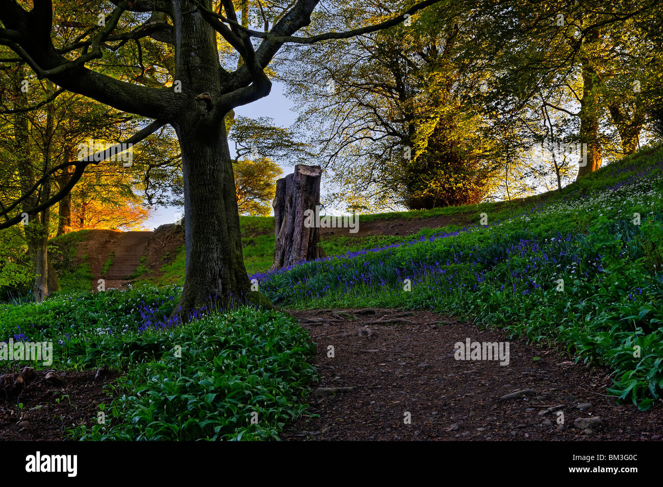 Evening light on the edge of a bluebell wood Stock Photo