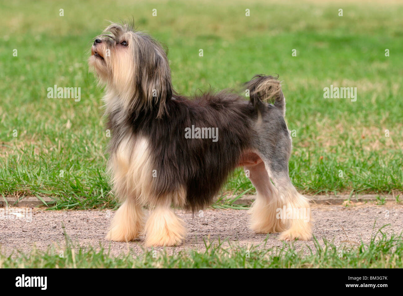 Löwchen Hund High Resolution Stock Photography and Images - Alamy