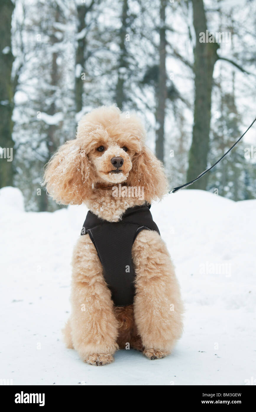 Apricot poodle sitting on snowy path Stock Photo