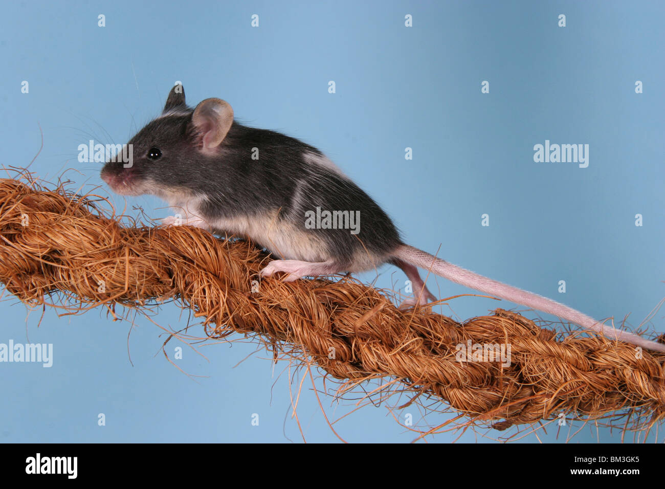 junge Farbmaus auf dem Seil / young mouse on the rope Stock Photo