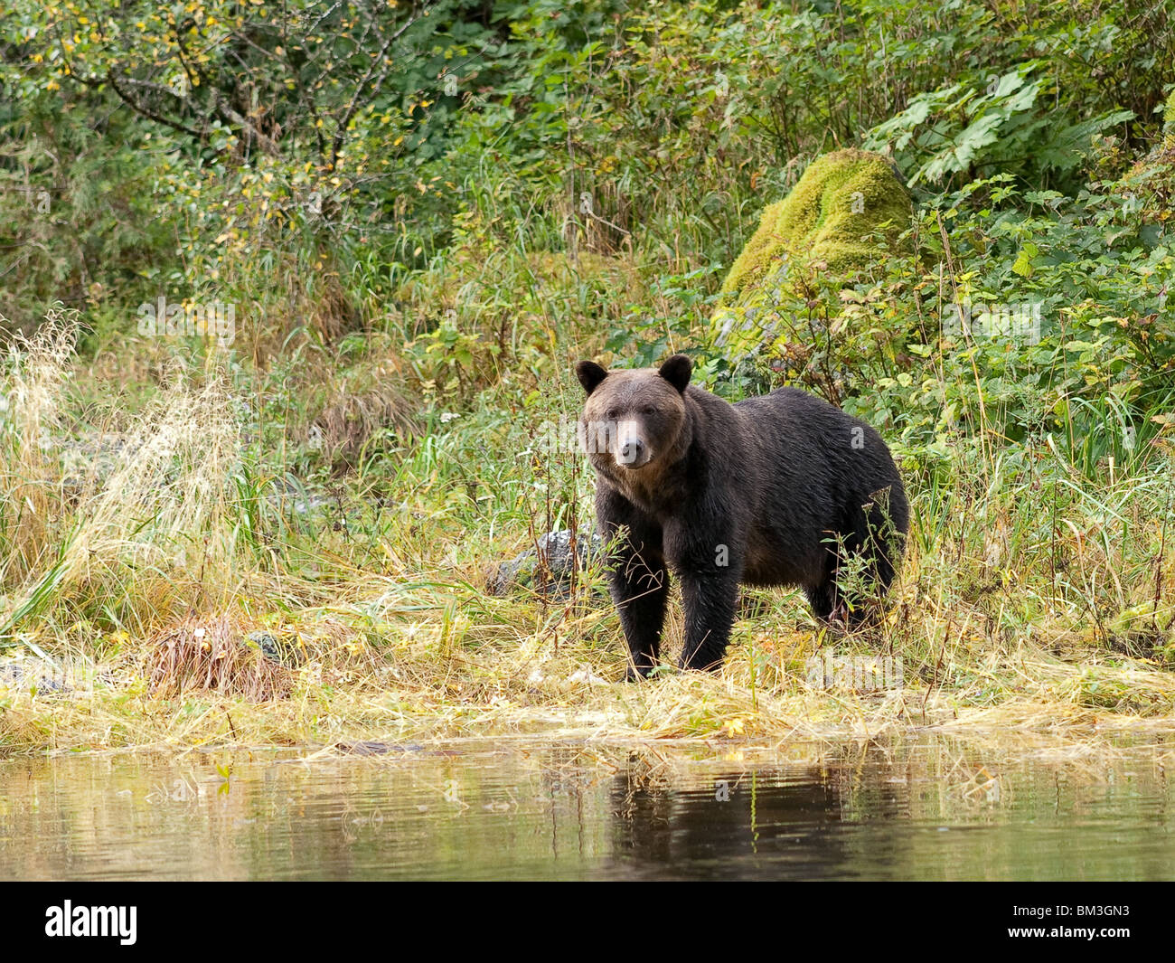 Grizzly bear, Ursus arctos horribilis, standing on the riverside Stock Photo