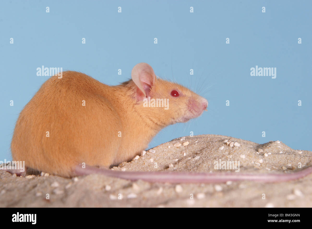 gelbe Farbmaus / yellow mouse Stock Photo