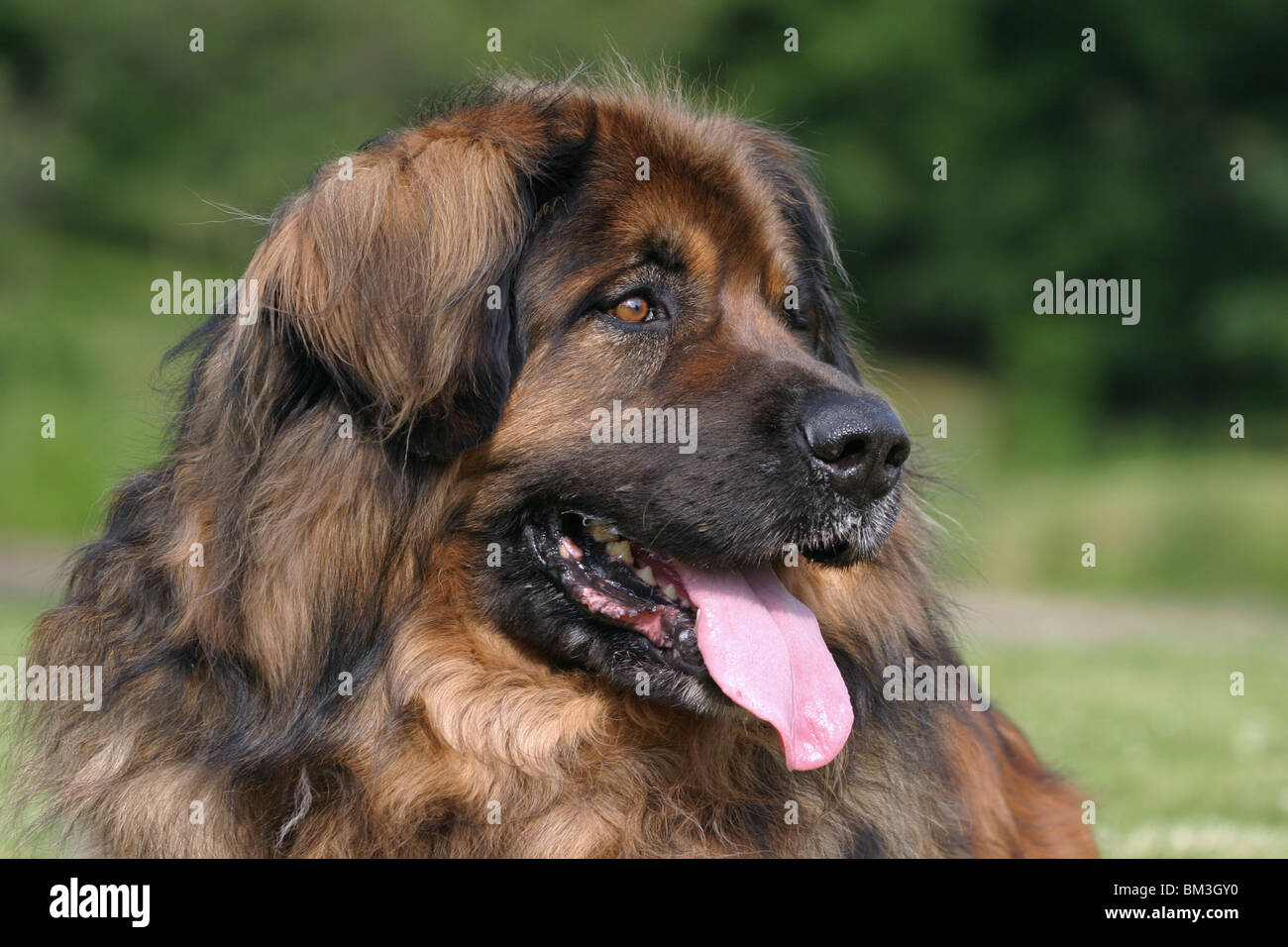 Leonberger Portrait Stock Photo